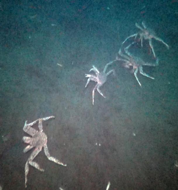 Фиксация численность гидробионтов с помощью предобученной нейросети на робототехническом носителе Smart Fish